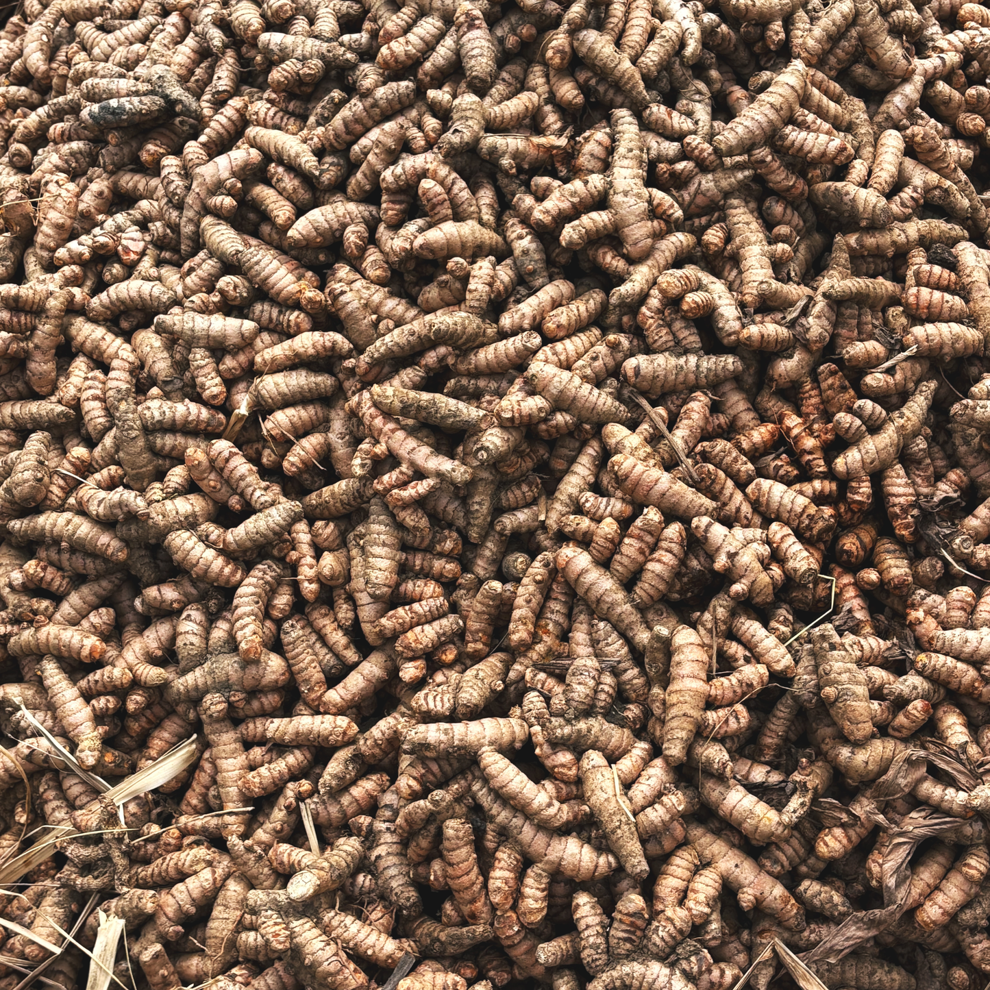 Erode Turmeric