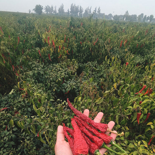 Byadgi Dabbi Chilli Powder