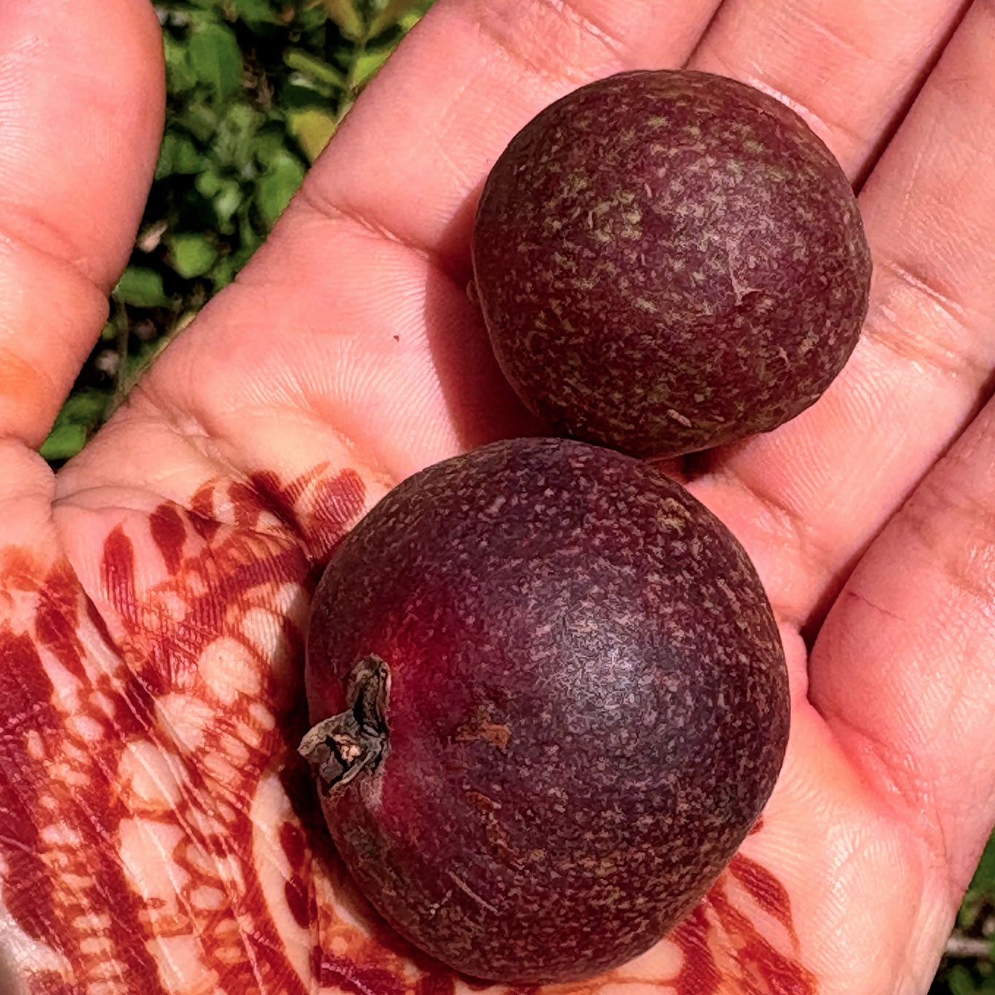 Kokum Dried rinds