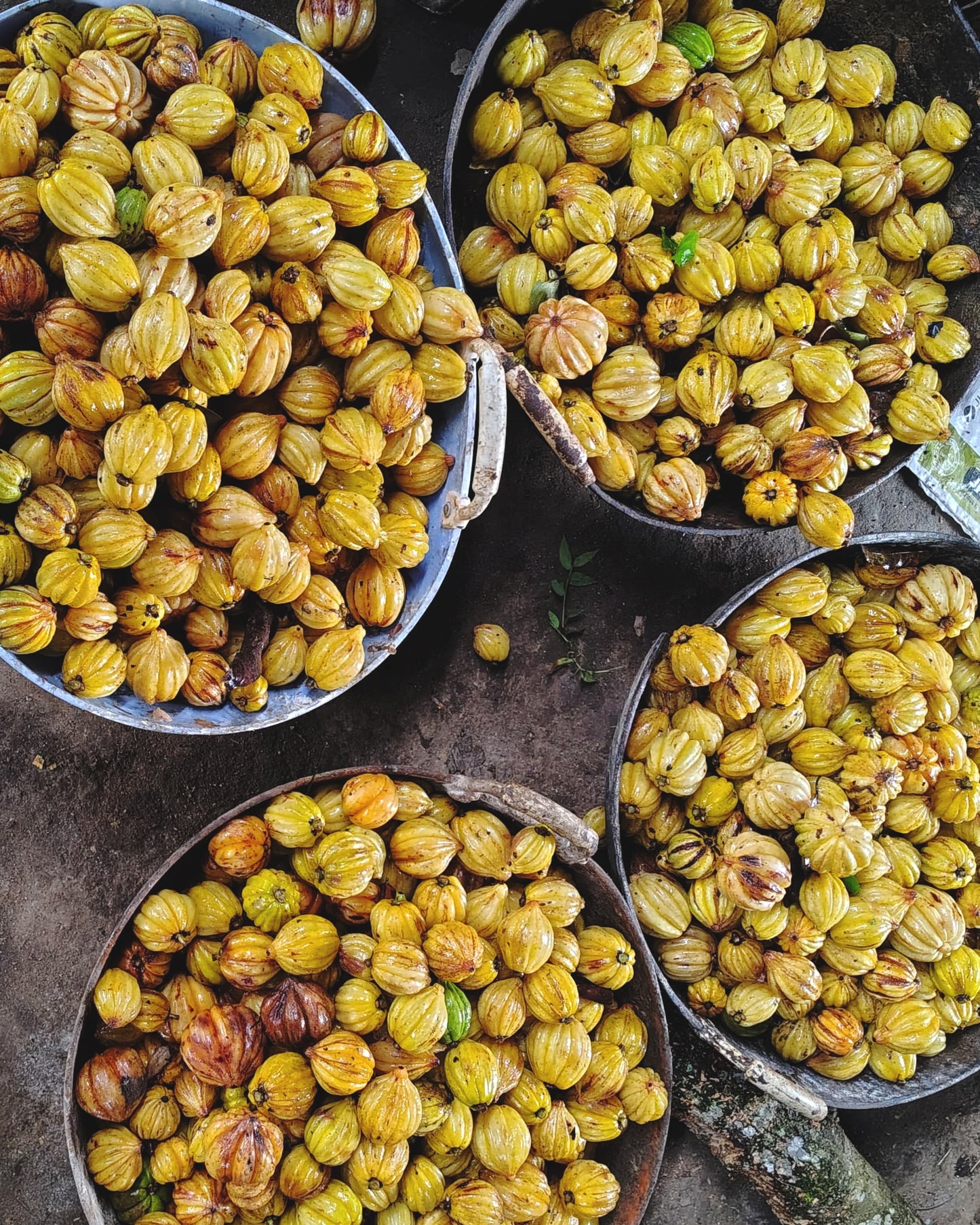 Kachampuli