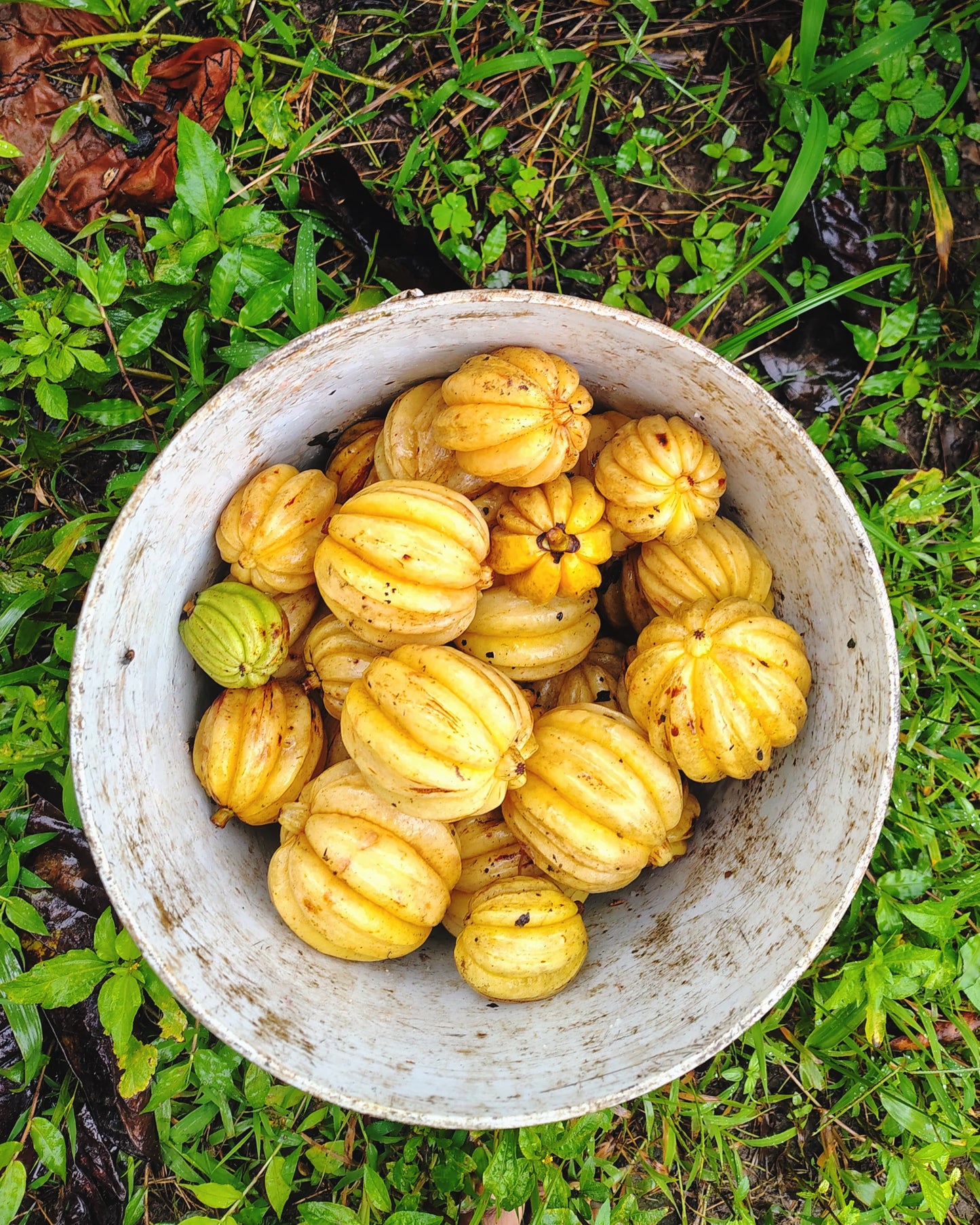Kachampuli