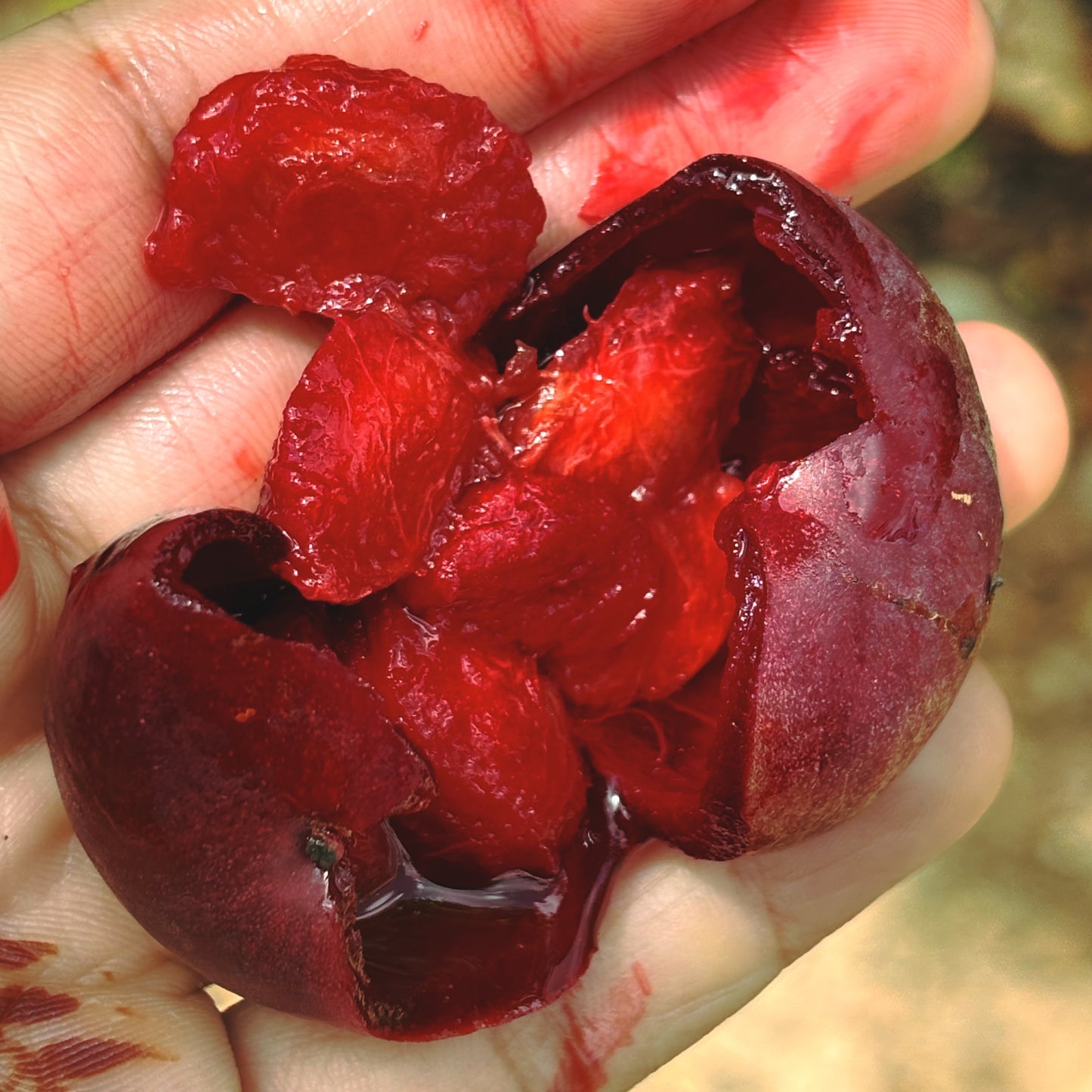 Kokum Dried rinds