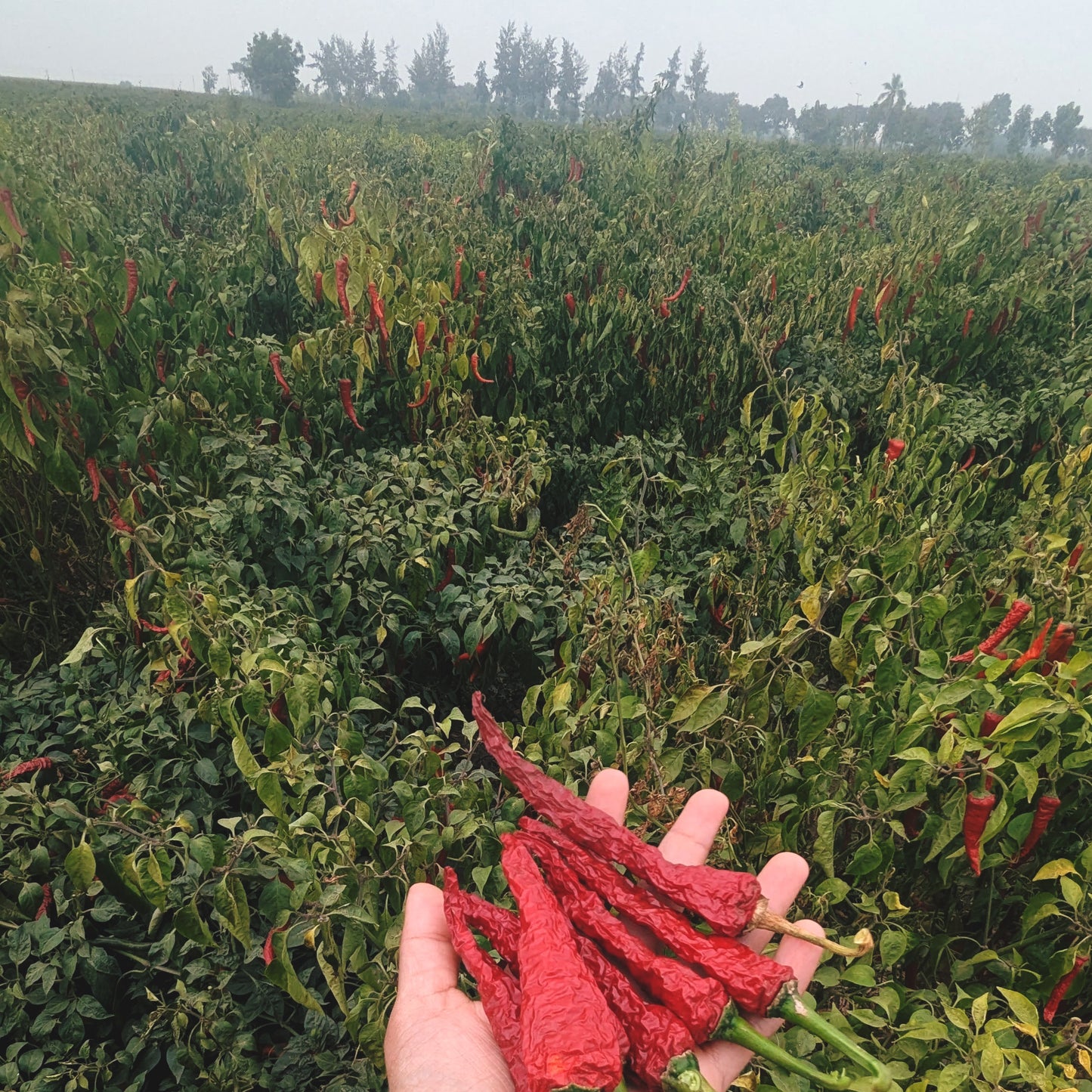 Byadgi Dabbi Chilli Powder