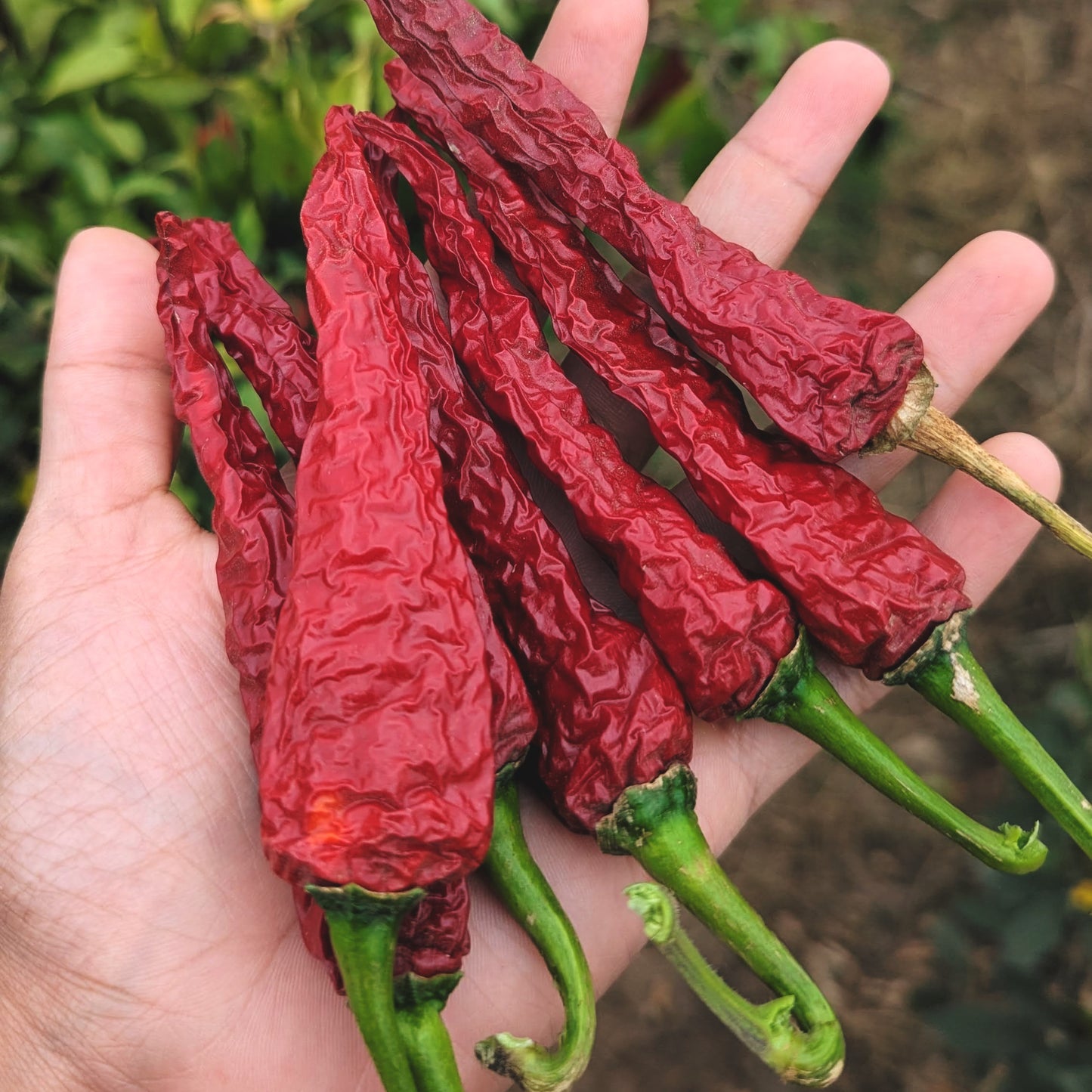 Byadgi Dabbi Chilli Powder