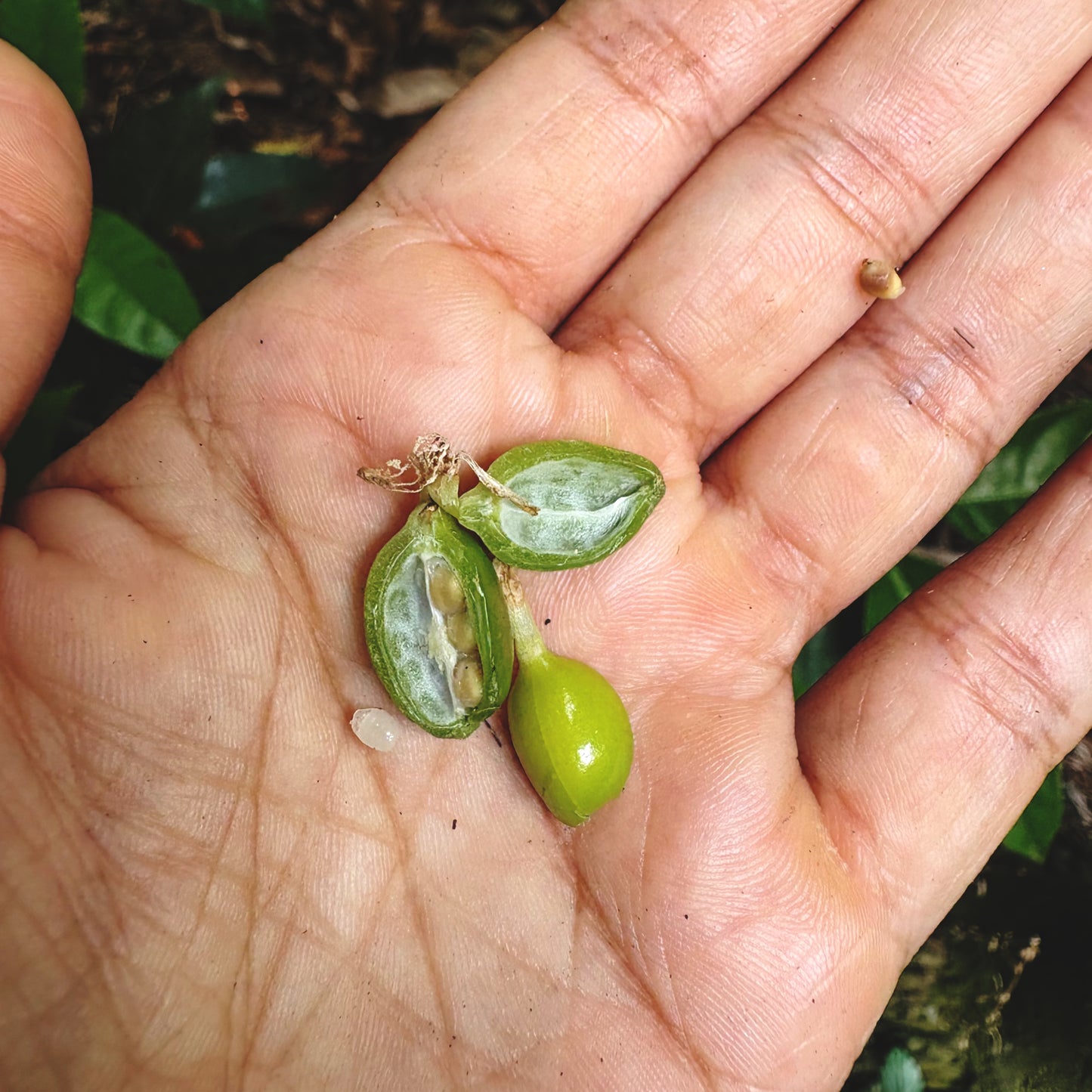 Idukki Cardamom