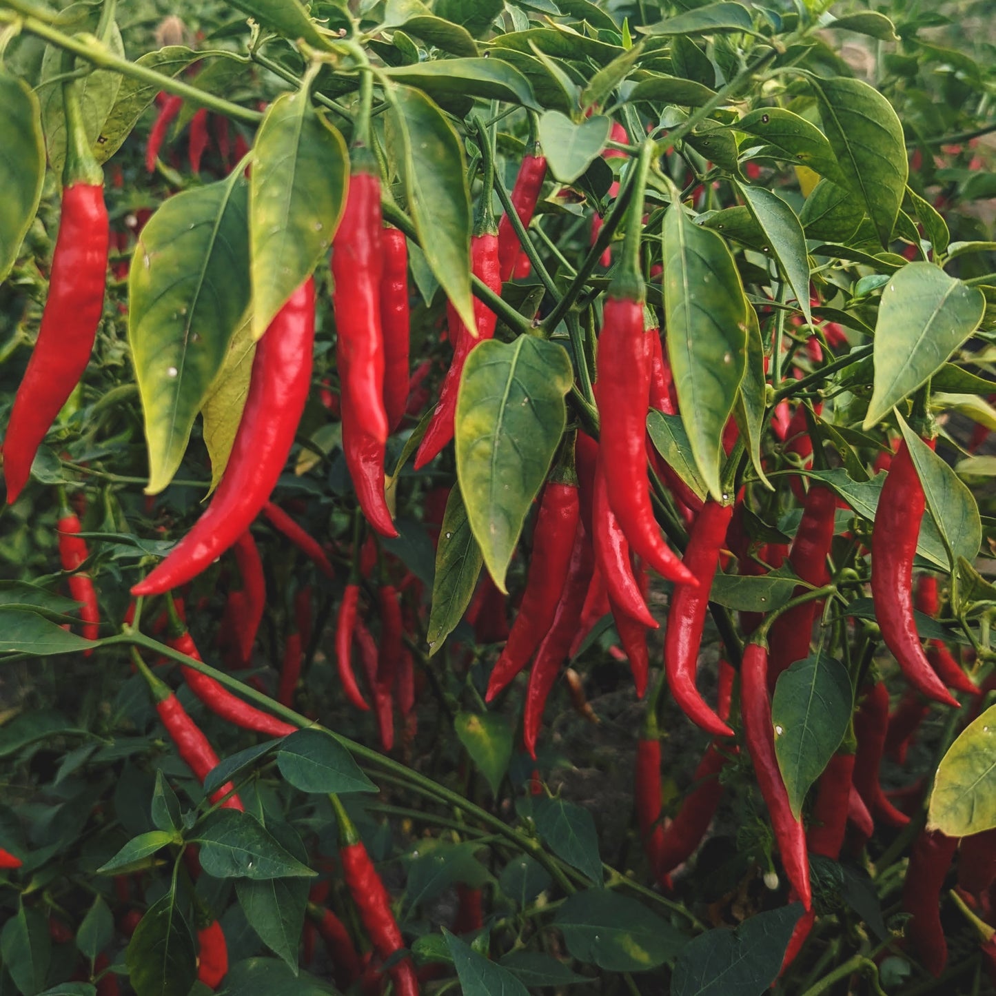 Guntur Chilli Powder