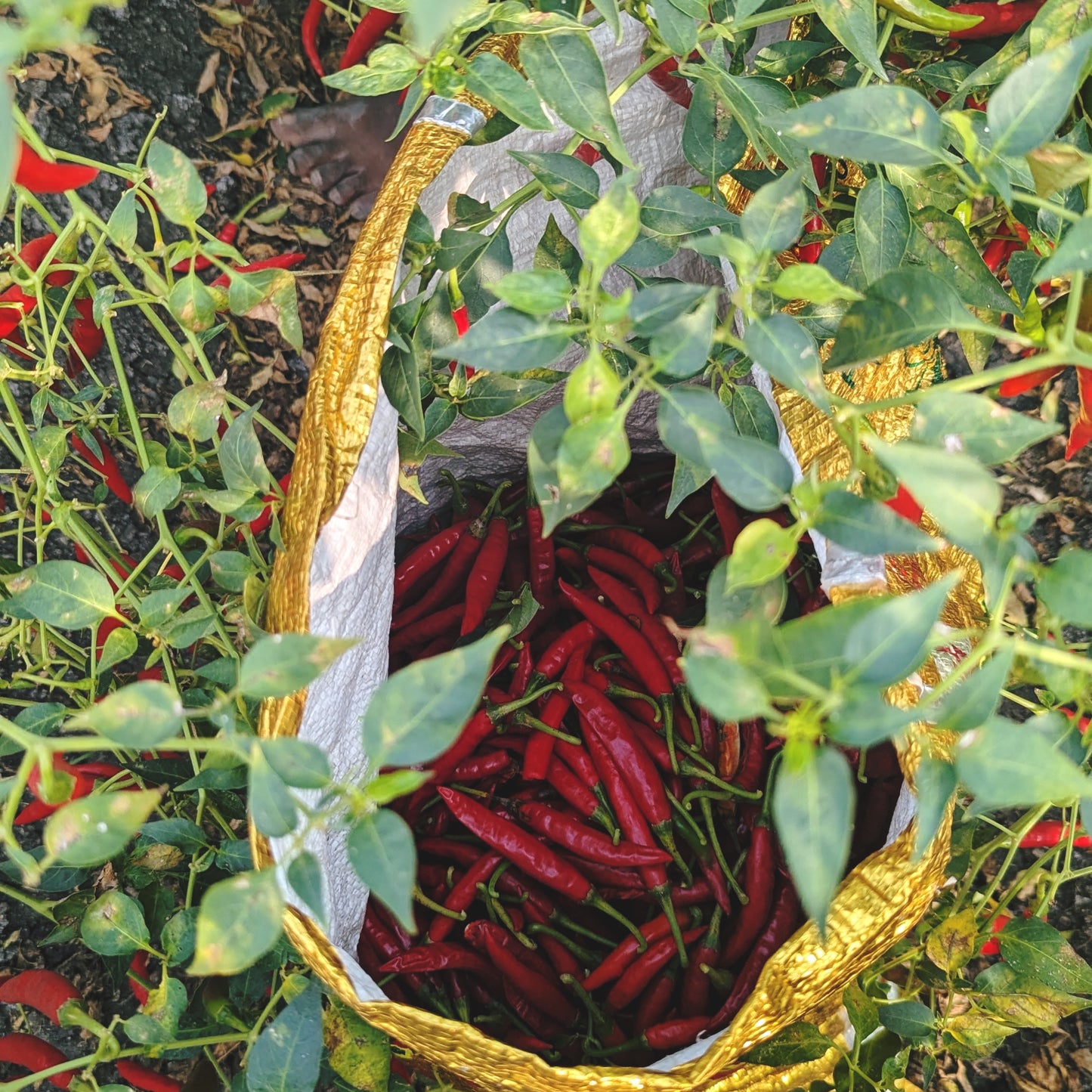Guntur Chilli Powder