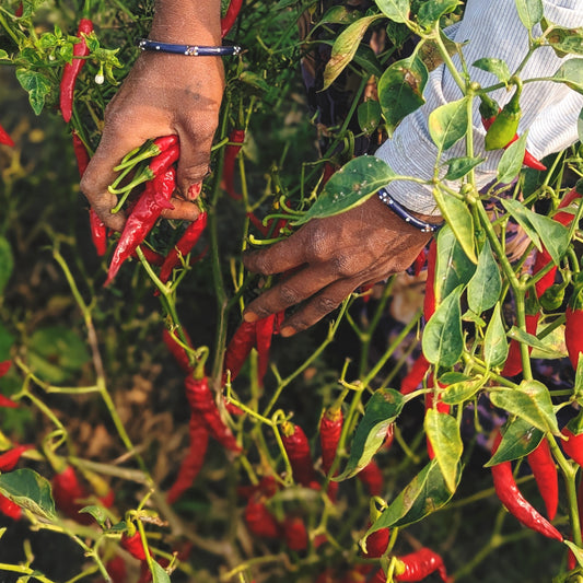 Guntur Chilli Powder