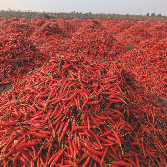 Guntur Chilli Powder